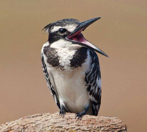 Pied Kingfisher - Малый пегий зимородок