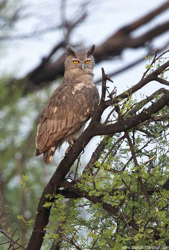 Dusky eagle owl