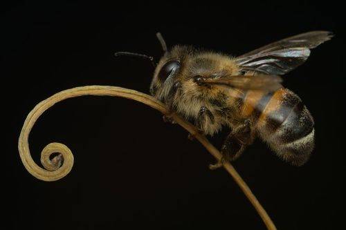 Медоносная пчела (лат. Apis mellifera)