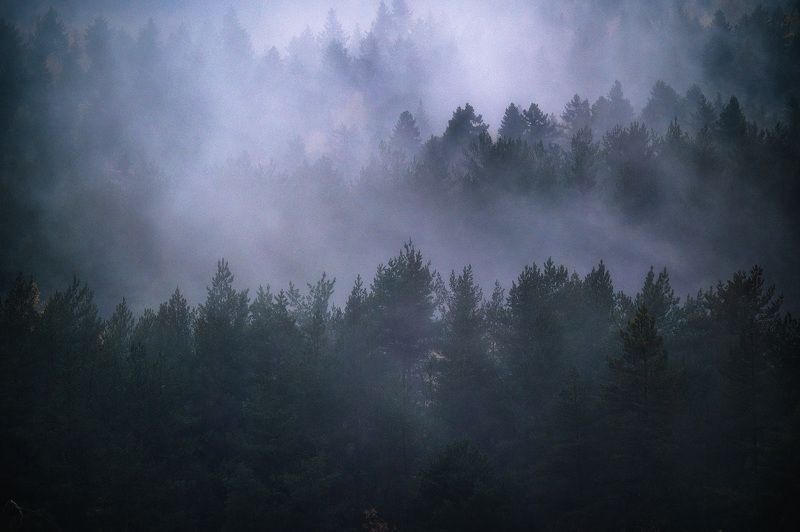Туманный лес 2