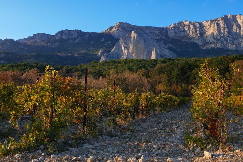 Autumn vineyard.Crimean mountains.