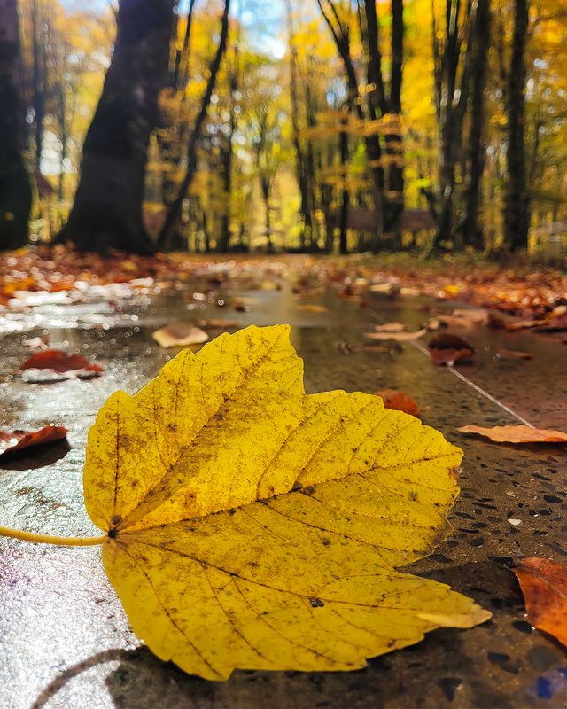 Золотая осень в Габале (предгорья Кавказа, Азербайджан)