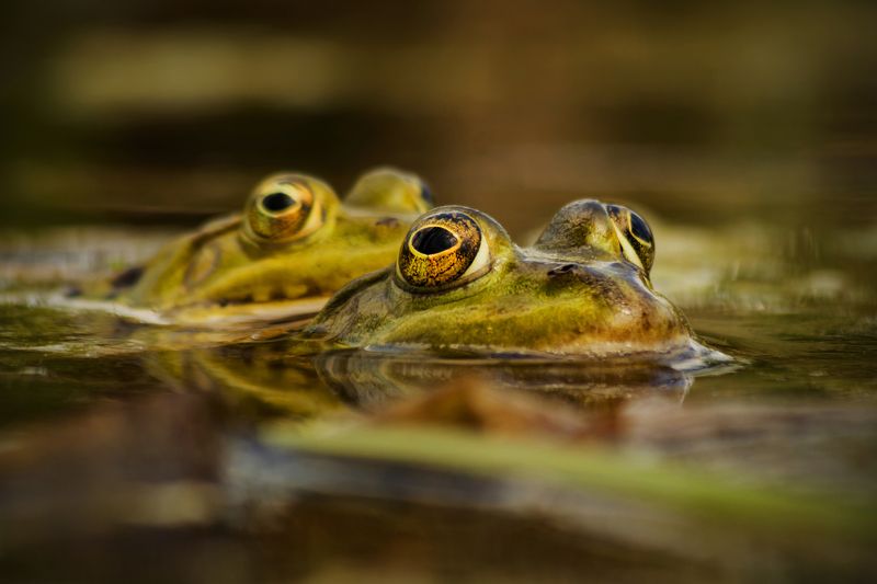  Pool frogs