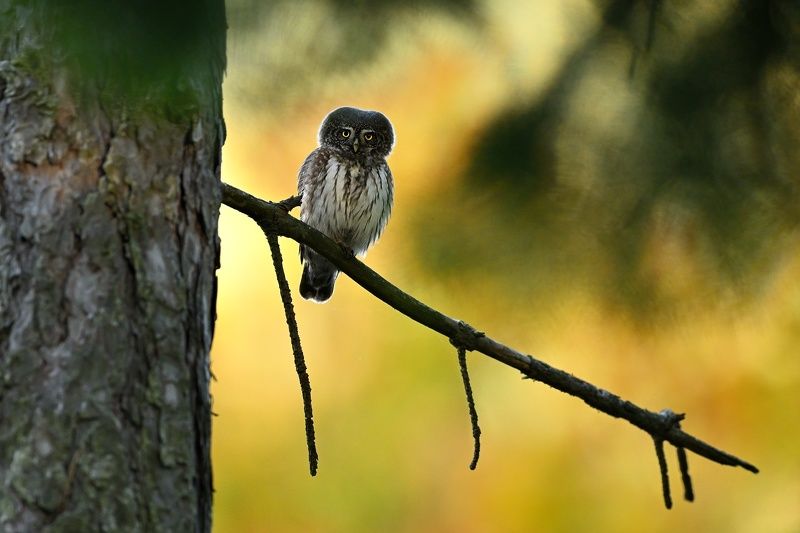 Pygmy owl 