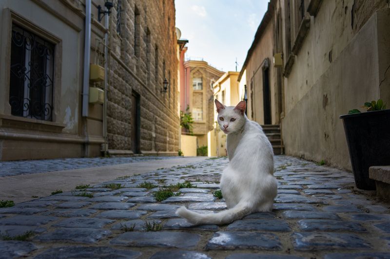 Кот в старом городе