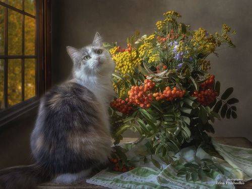 Осенняя композиция с кошкой