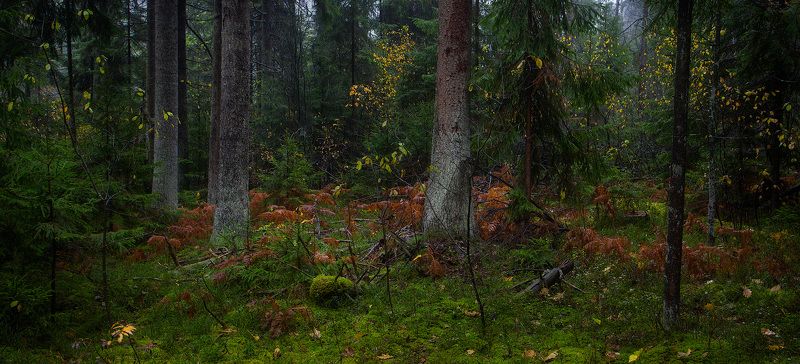 Краски осени зеленого леса