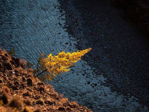 Золотая лиственница над темной рекой.
