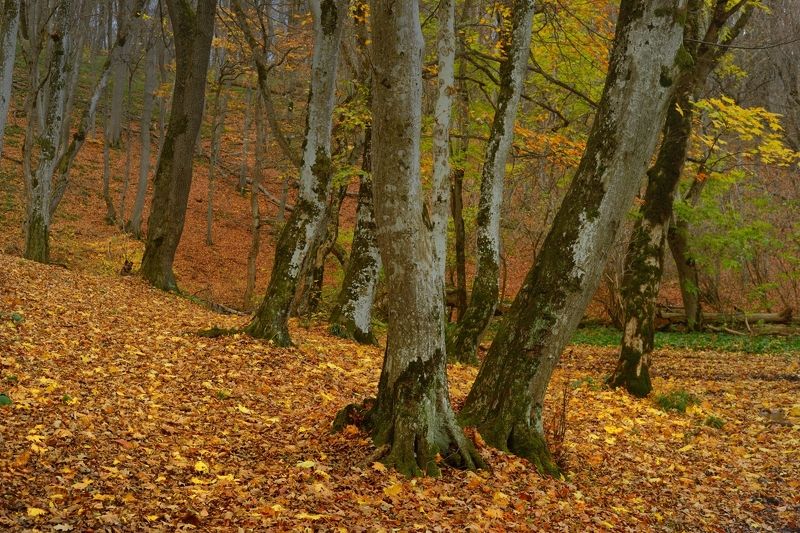 Осень в грабовом лесу