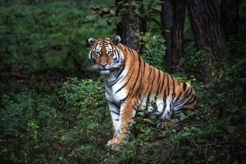 Тигры Приморья