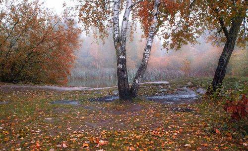 Осень у пруда