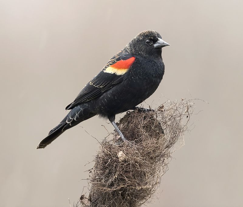 Red-winged Blackbird -Красноплечий чёрный трупиал