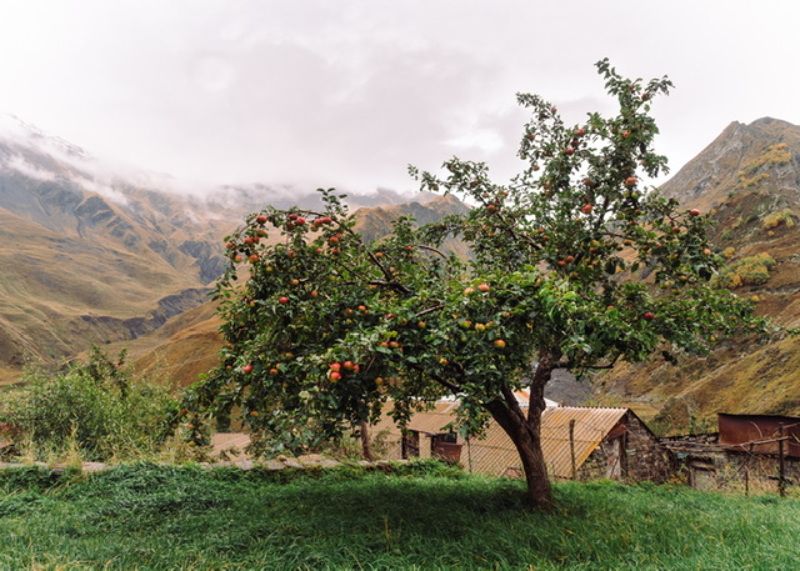 Яблони и горы…  Apple trees and mountains…