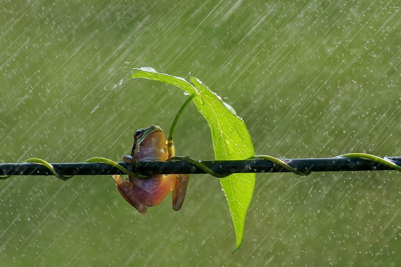 Singin' in the Rain_1