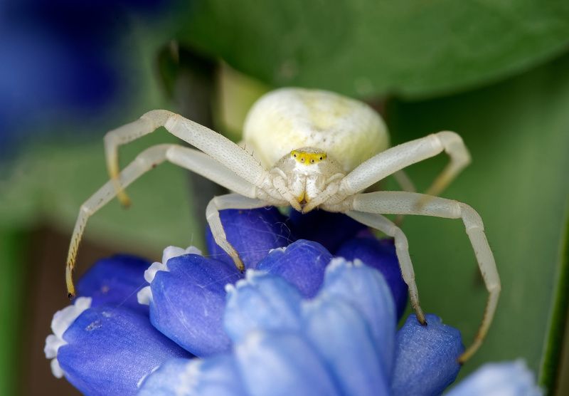 Цветочный паук на мускари