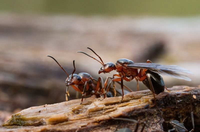 Крылатые лесные муравьи