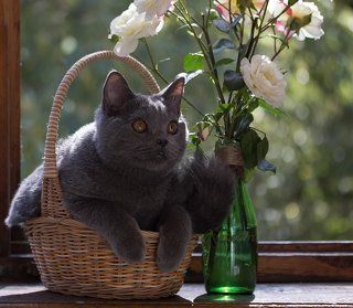 ~***~