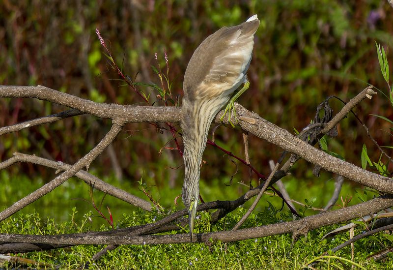 Yellow heron.