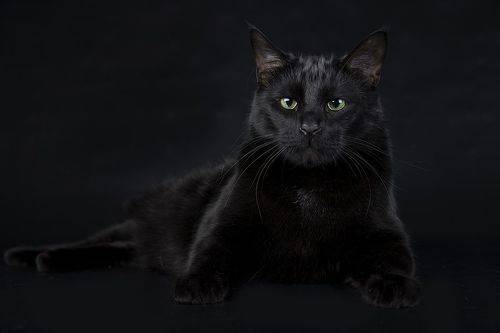 Black Cat -Кузя
