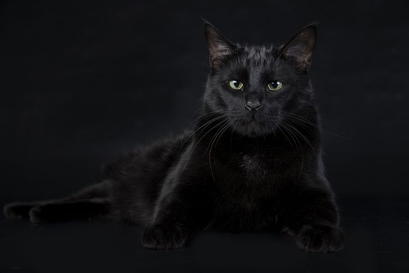 Black Cat -Кузя