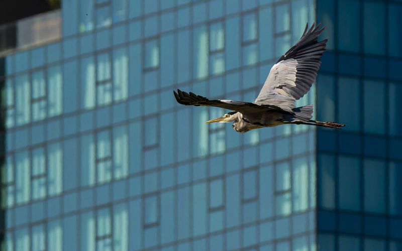 Grey heron flying.