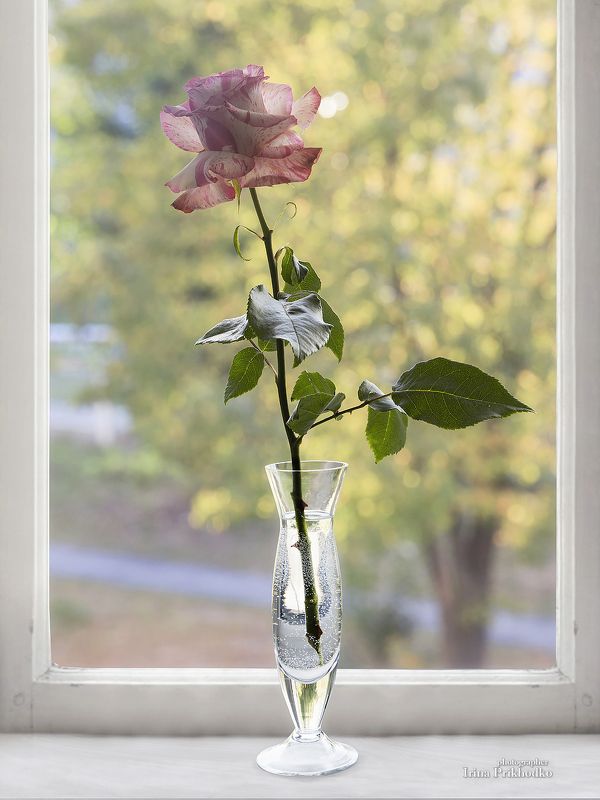 Одинокая роза в окне