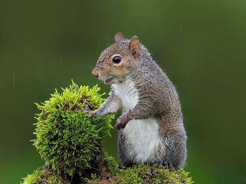 Gray squirrel - Каролинская Белка