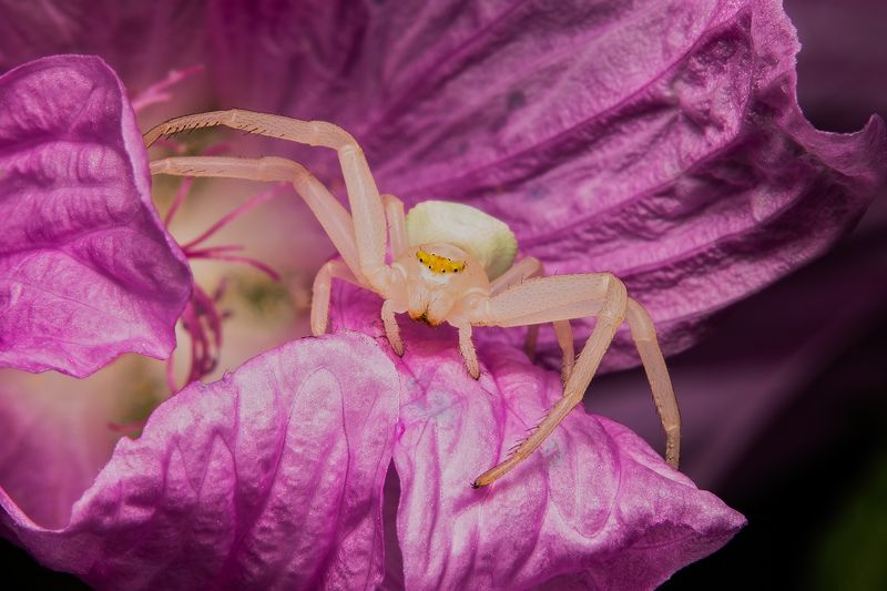 Goldenrod crab spider or Flower crab spider