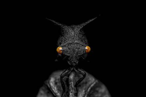 Treehopper in the dark