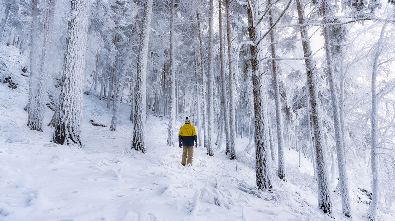 Сибирский лес Нарнии