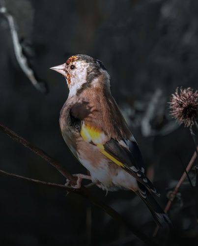 Щегол (Goldfinch)