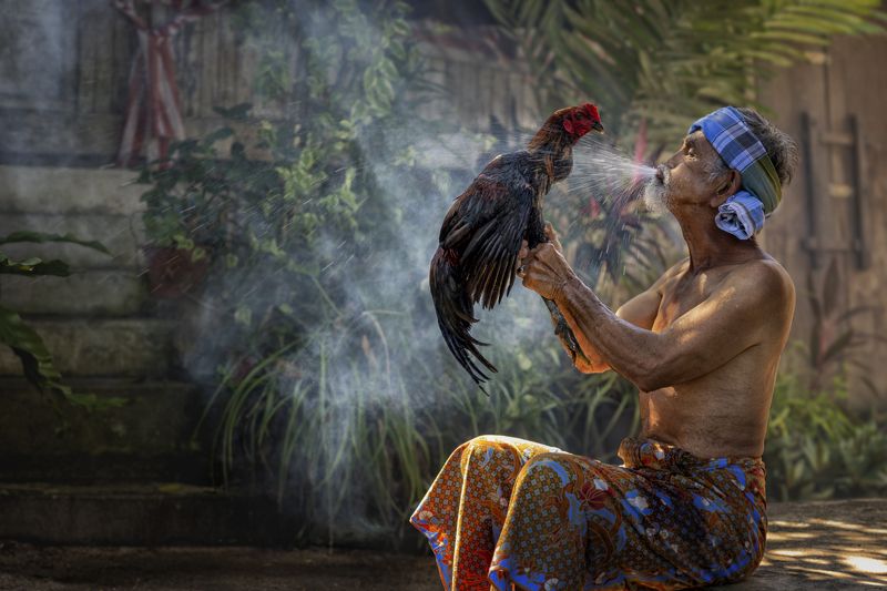 Ageless Bond: Elderly Man and His Beloved Rooster
