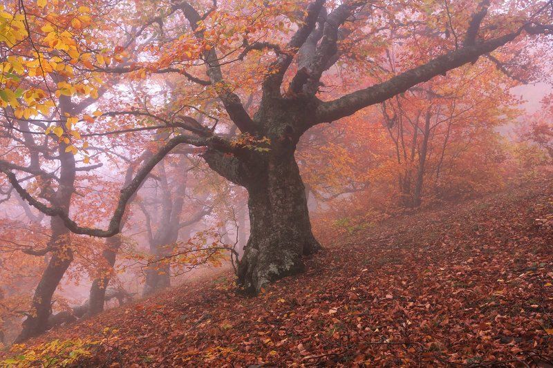 лес, демерджи, осень, туман Золото Демерджиphoto preview