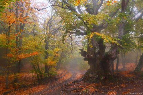 Осень в лесу Крыма