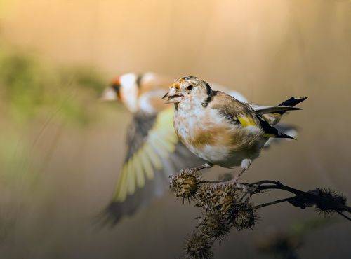 Goldfinches (Щеглы)