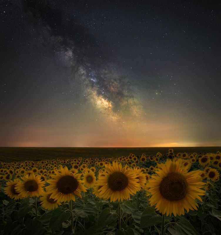 Sunflowers under the stars