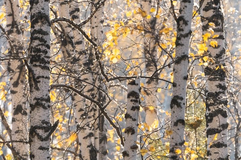Осенние березы…  Autumn birches...