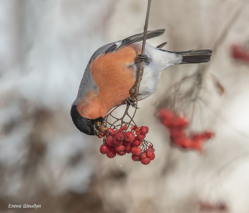 Bullfinches