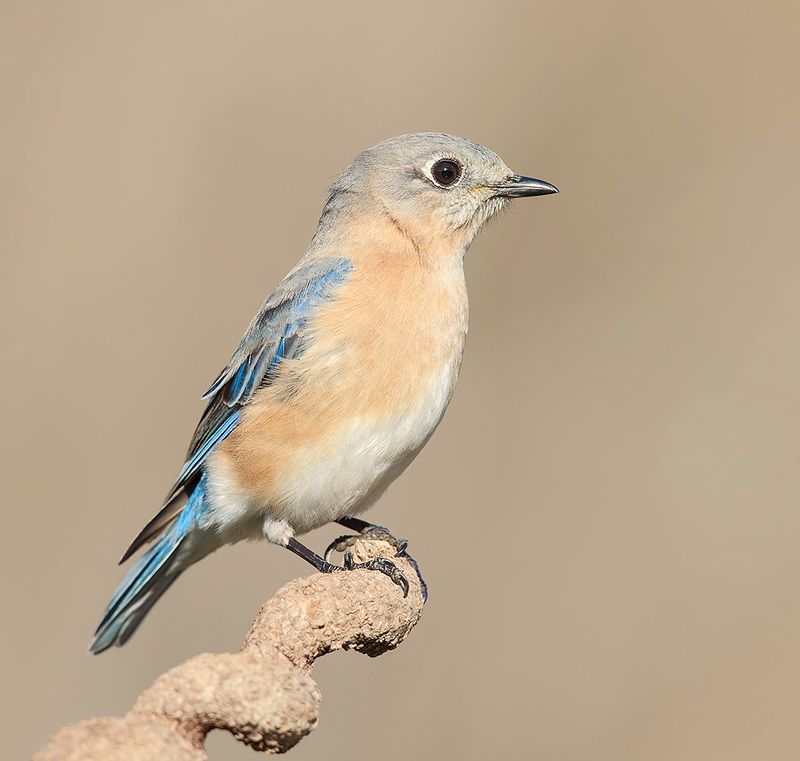 Eastern Bluebird, female -Восточная сиалия. самка