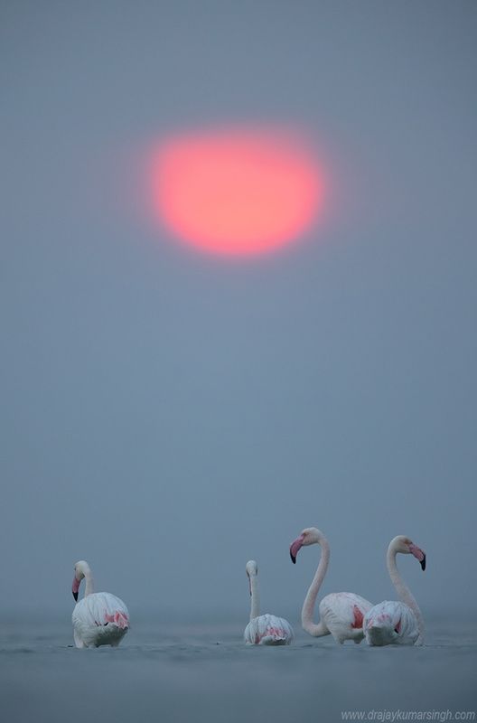 Greater flamingos 