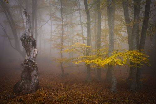 В лесной тишине