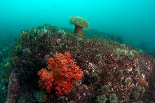 Подводные сады Камчатки