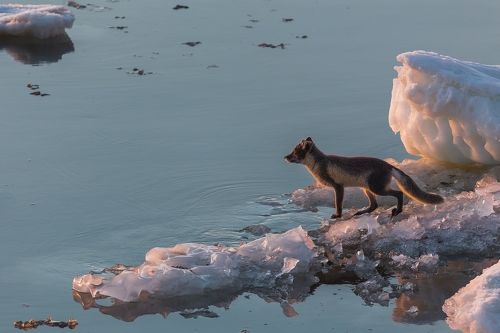 Охотник Арктики