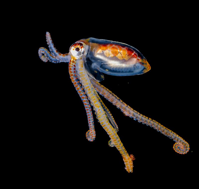 Longarm Octopus 