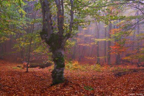 Осень в сказочном лесу