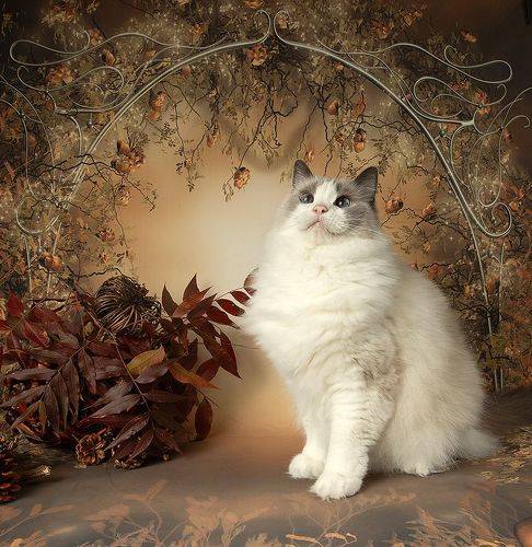 Autumn.  Ragdoll Cat (Matilda) -Матильда