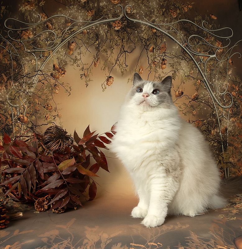 Autumn.  Ragdoll Cat (Matilda) -Матильда