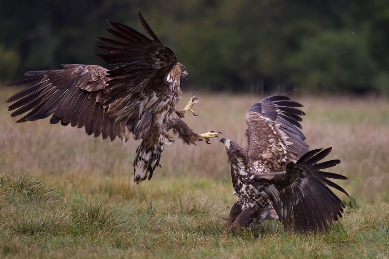 Eagle fights