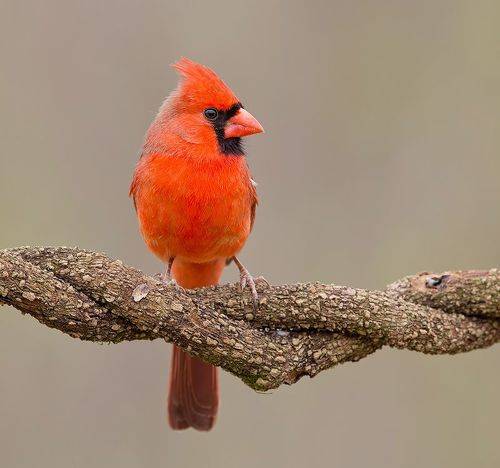 Northern Cardinal, male - Красный кардинал, самец