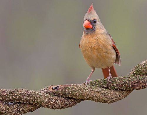 Female, Northern Cardinal - Cамка.Красный кардинал